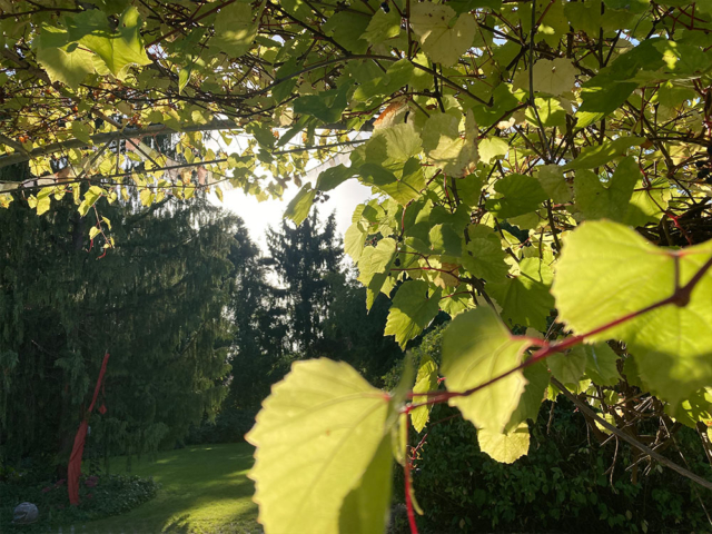 Blick ins Gruene