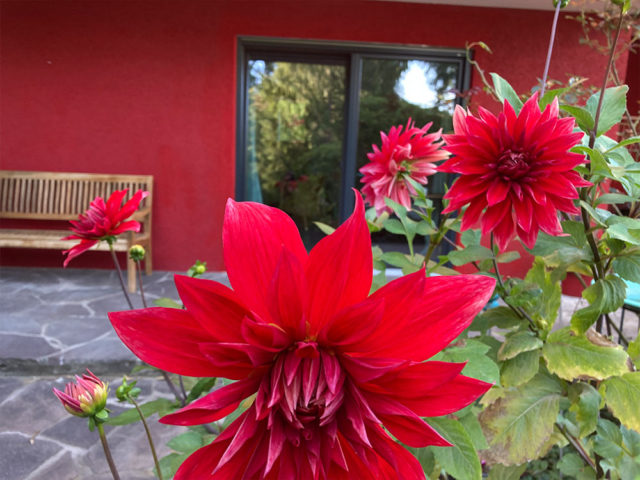 Suedterrasse mit Dahlienkönigin